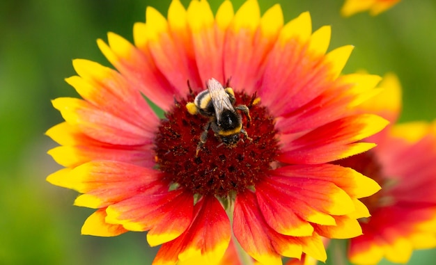 Un'ape su un fiore Foto a macroistruzione di un insetto