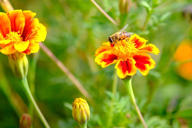 Un'ape su un fiore in giardino raccoglie il polline.