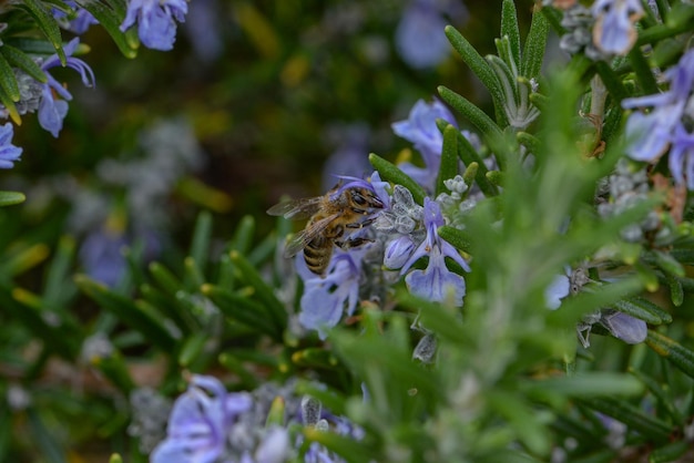 Un'ape su un fiore in giardino