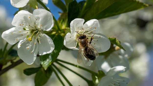Un'ape su un fiore in primavera