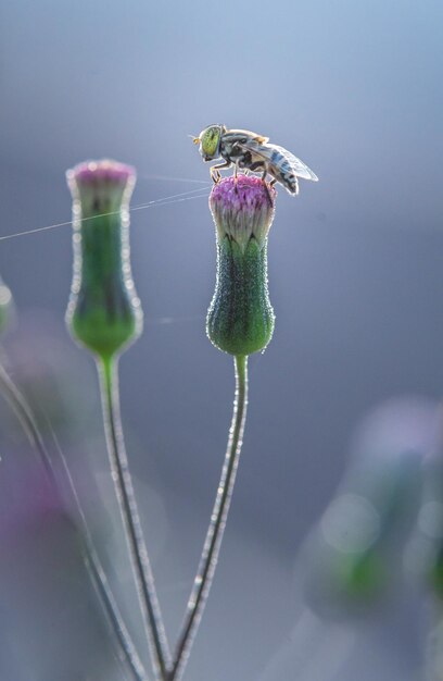 Un'ape su un fiore in una finestra