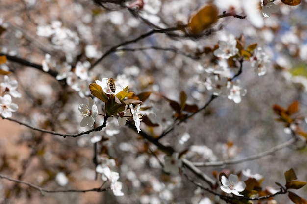 Un'ape su un fiore su un ramo fiorito