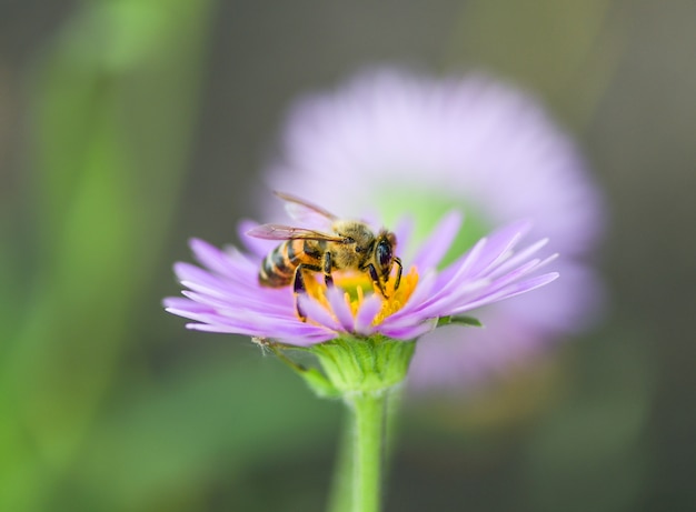 Un&#39;ape su un fiore viola raccoglie polline