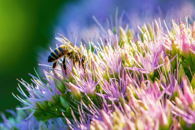 Un'ape su un grande fiore luminoso raccoglie il nettare Primo piano vista laterale