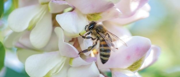 Un'ape su un primo piano a macroistruzione del fiore dell'acacia