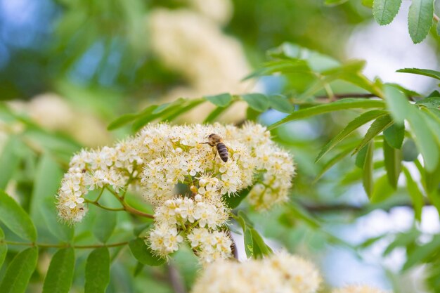 Un'ape su una cenere di montagna in fiore, movimento sfocato, sfondo sfocato, messa a fuoco selettiva