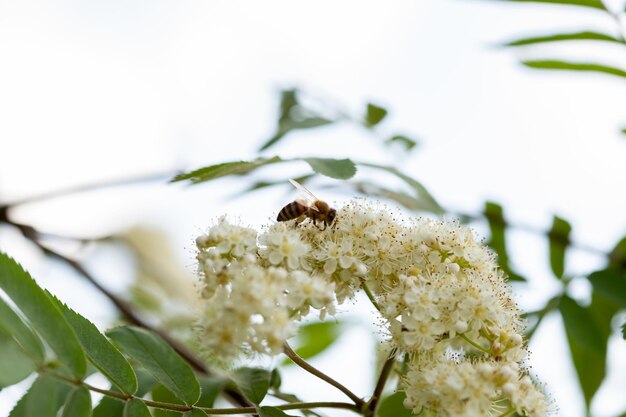 Un'ape su una cenere di montagna in fiore, movimento sfocato, sfondo sfocato, messa a fuoco selettiva