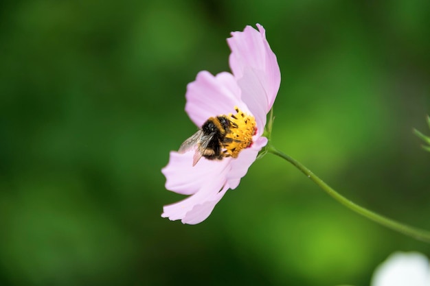 un'ape sui fiori di campo