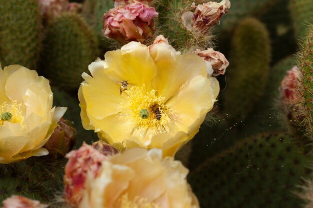 Un'ape sul fiore di cactus giallo