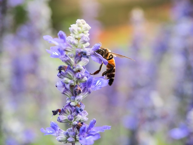 Un'ape sul fiore di lavanda in giardino