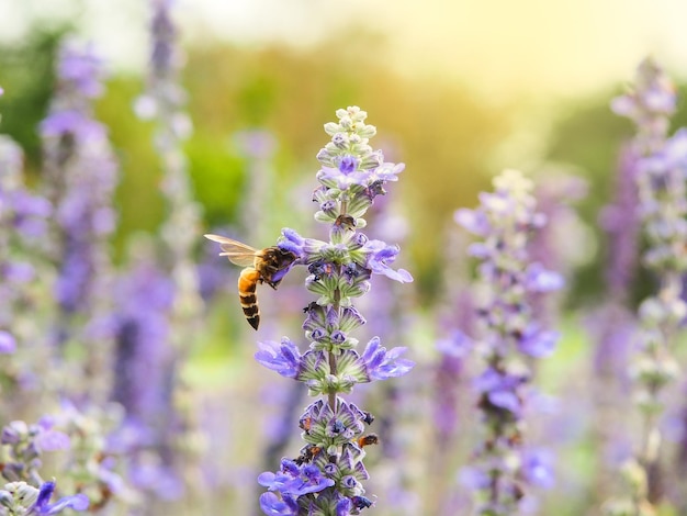 Un'ape sul fiore di lavanda