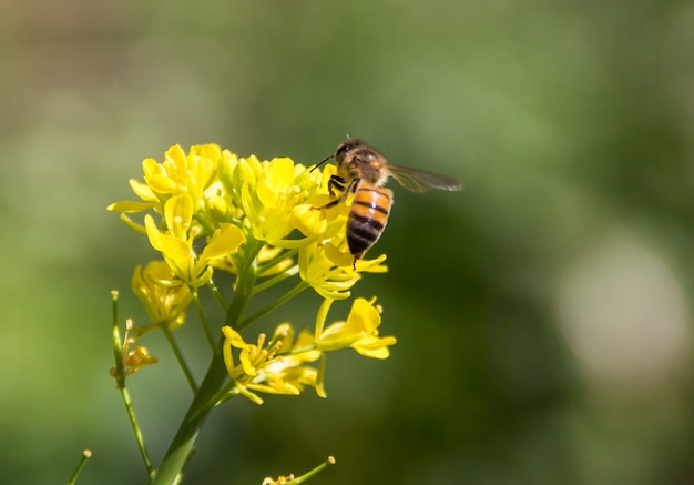 Un'ape tra i fiori gialli della senape nell'orto