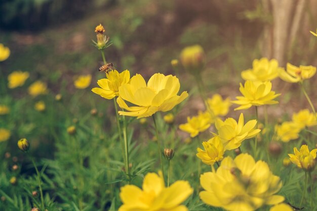 Un&#39;ape trova melata nel polline del fiore