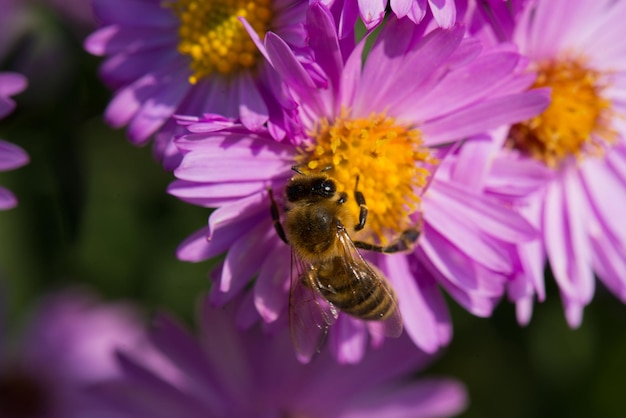 Un'ape vola sopra un fiore fiore Macrofotografia