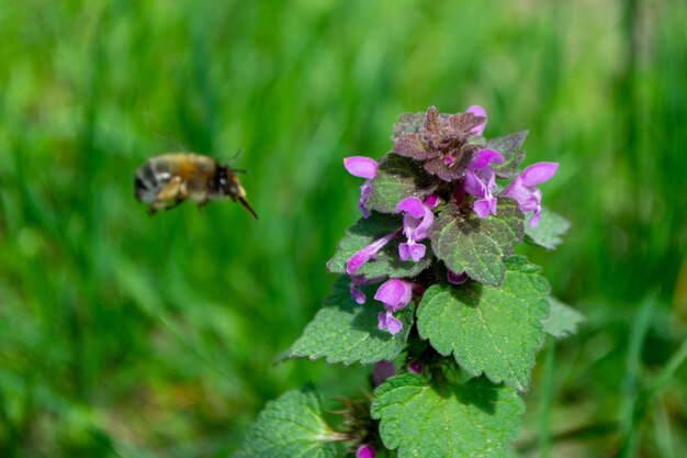 Un'ape vola sopra un fiore viola.