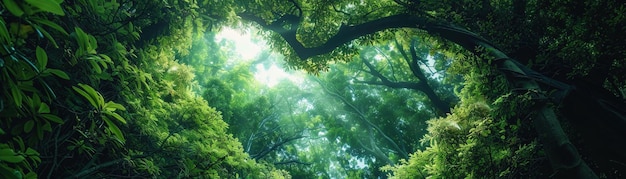 Un'apertura naturale a forma di cuore nel lussureggiante baldacchino verde di una foresta con la luce solare che scorre attraverso