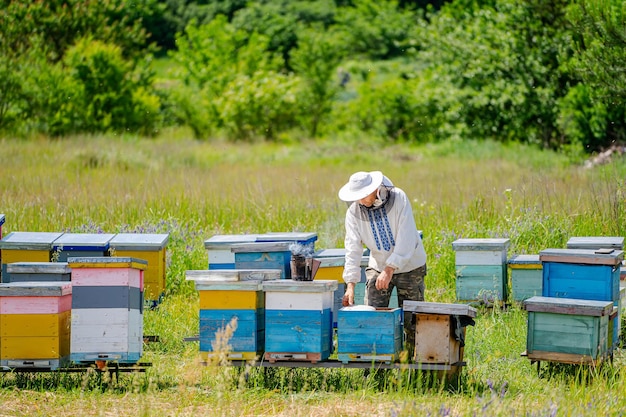 Un apicoltore sta lavorando con le api e gli alveari sul concetto di apicoltura