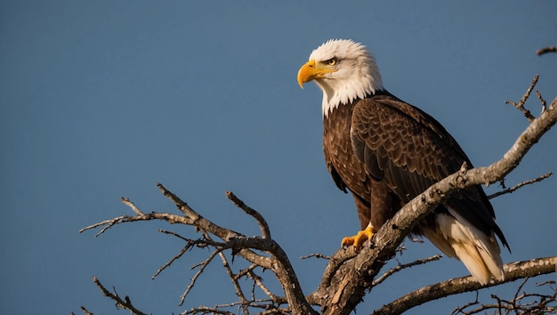 un'aquila calva è appoggiata su un ramo d'albero