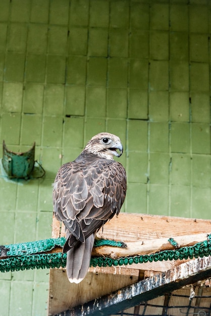 Un'aquila e un falco siedono su un ramo del primo piano