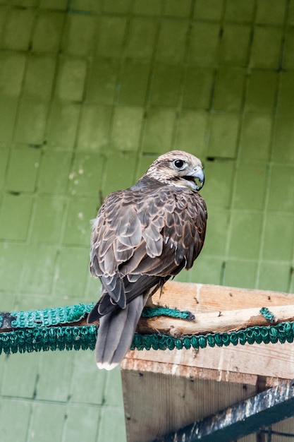 Un'aquila e un falco siedono su un ramo del primo piano