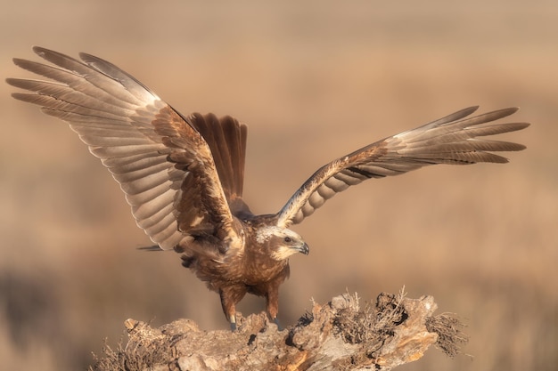 Un'aquila giovanile decolla da un nido morto.