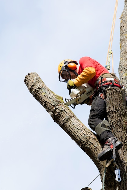 Un arboricoltore che taglia un albero con una motosega