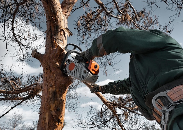 Un arborista con un casco taglia i rami di un albero di emergenza asciutto con una motosega Un alpinista di altezza lavora tagliando legna