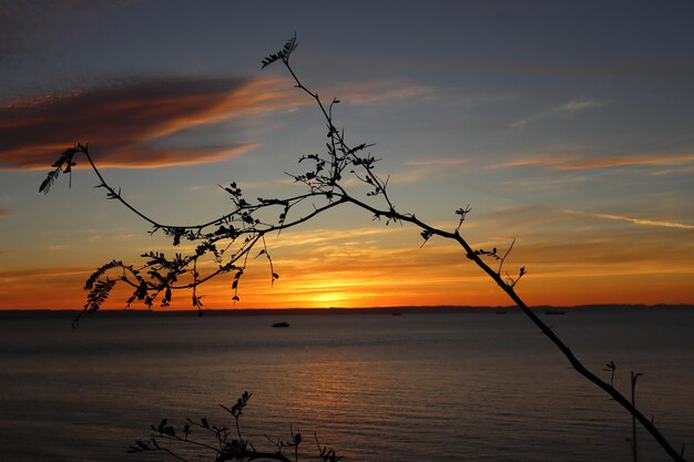 Un arbusto in silhouette con un tramonto alle spalle