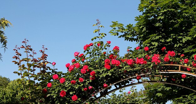 Un arco da giardino con fiori rossi e un cielo azzurro sullo sfondo.