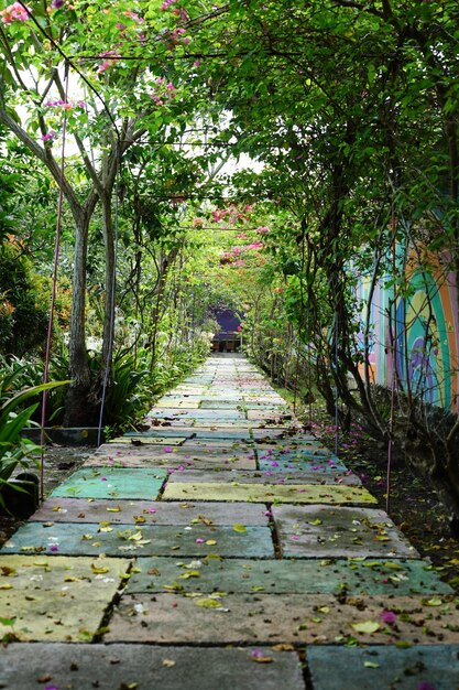 Un arco verde nel parco in estate Pergola di tunnel di piante verdi con piante da arrampicata