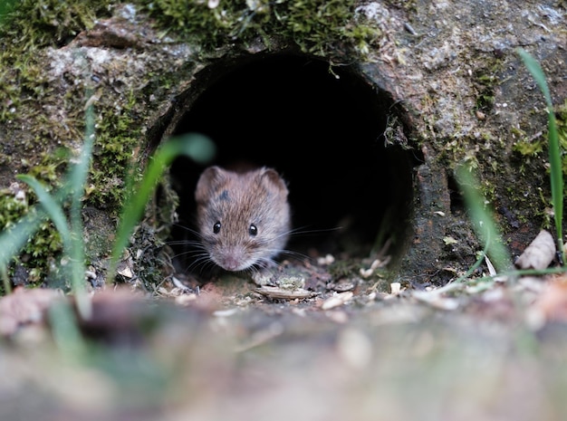 Un'arvicola carina che fa capolino da un buco in un muro