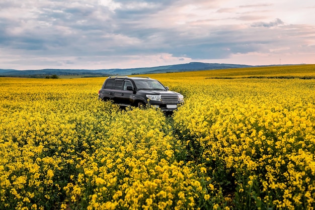 Un'auto nera sta attraversando il campo di colza in fiore