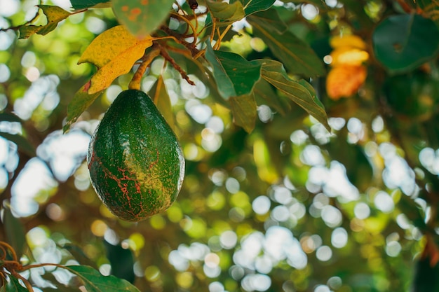 Un avocado verde appeso a un albero