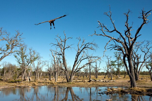 Un avvoltoio lappone Aegypius tracheliotus in arrivo per atterrare nel delta dell'Okavango in Botswana