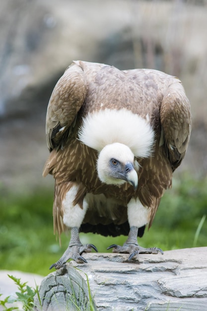 Un avvoltoio marrone arrabbiato nella riserva naturale