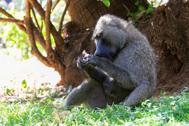 Un babbuino ha trovato un frutto e lo mangia