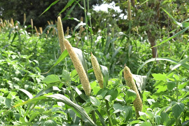 Un bajra di miglio verde in campo