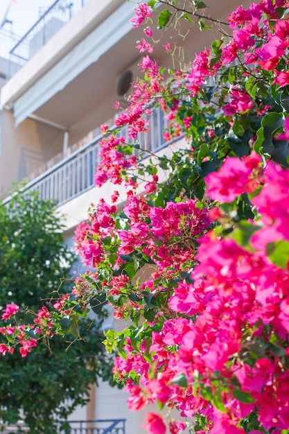 Un balcone con fiori di bouganville in primo piano