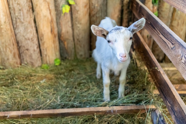 Un bambino carino senza corna si alza e guarda la telecamera. Alimentazione del bestiame. Il concetto di proteggere gli animali dalla violenza, dal cibo vegetariano, dall'umanesimo