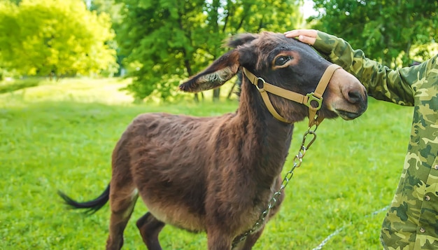 Un bambino che accarezza un asino in una fattoria. Messa a fuoco selettiva.