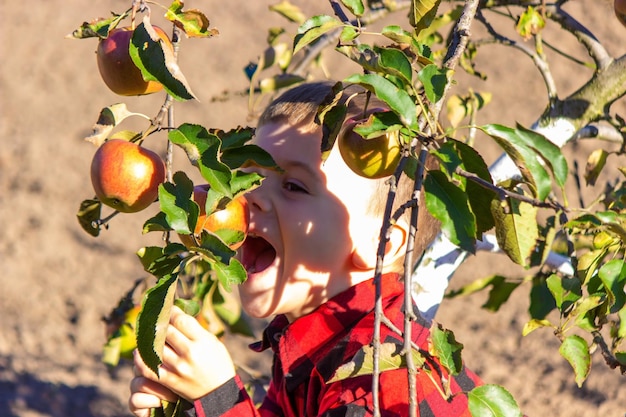 Un bambino coglie una mela da un albero in giardino Raccolto nella fattoria