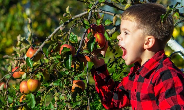 Un bambino coglie una mela da un albero in giardino Raccolto nella fattoria