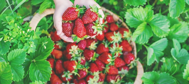 Un bambino con fragole nelle mani