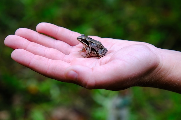 Un bambino con in mano una rana