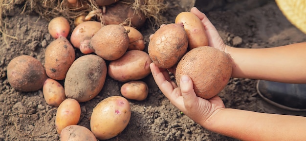 Un bambino con un mucchio di patate in giardino