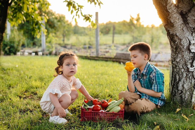 Un bambino e una donna si siedono sotto un albero in giardino con un'intera scatola di verdure mature al tramonto.