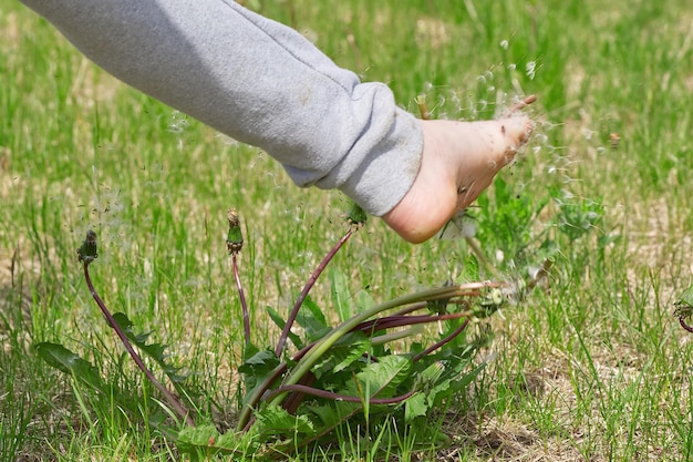 Un bambino gioca su un campo verde e abbatte i denti di leone con i semi dei suoi piedi sparpagliati su un campo verde