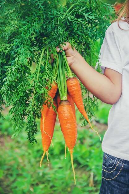 Un bambino in giardino con carote.