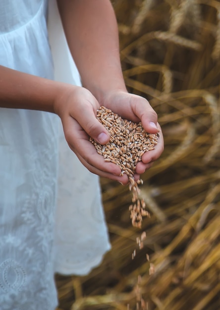 Un bambino in un campo di grano. Messa a fuoco selettiva.