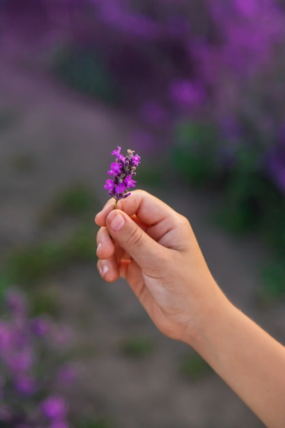 Un bambino in un campo di lavanda. Messa a fuoco selettiva. Natura.